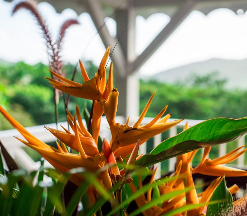 Villa Hibiscus